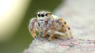 Jumping spider scaning his sector