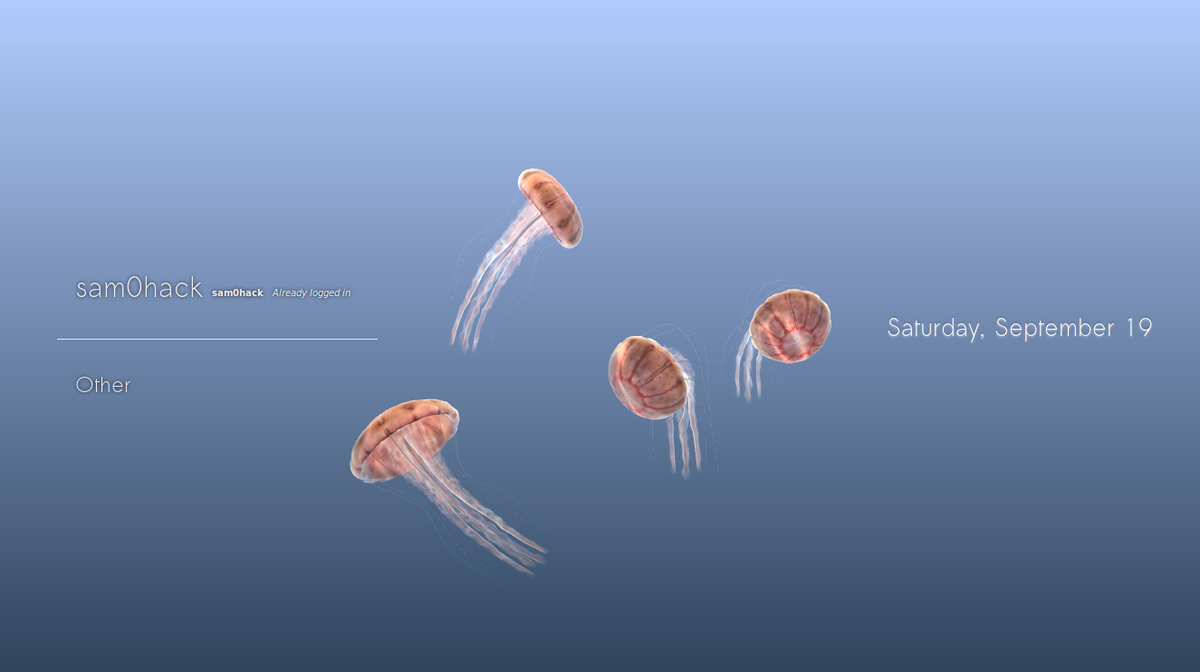 Image of Chrysaora jellyfish