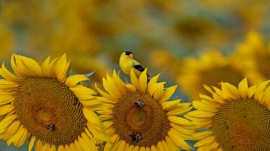 Goldfinch on a sunflower in McConnells, South Carolina (© Teresa Kopec/Getty Images)