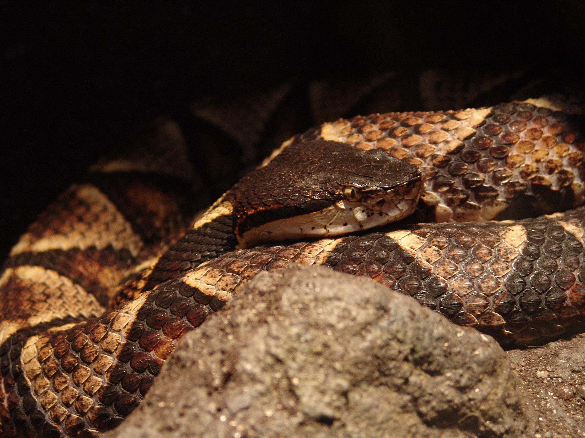 A sharp-nosed viper