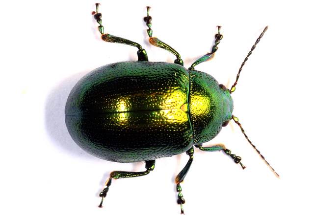 Chrysomelinae