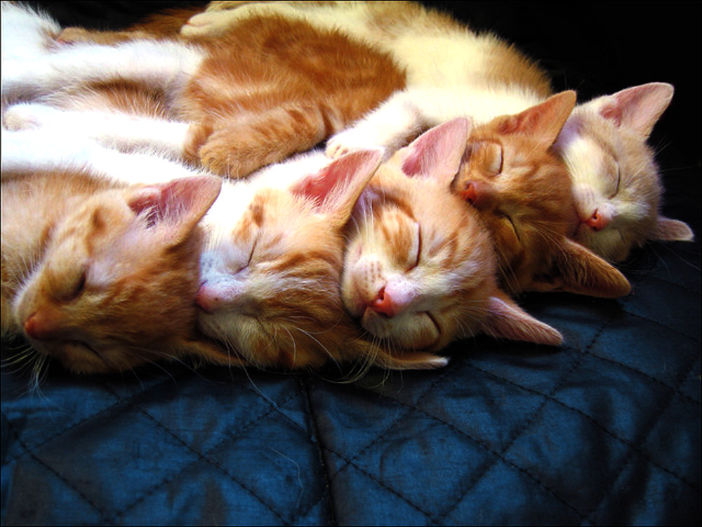 stack of kittens