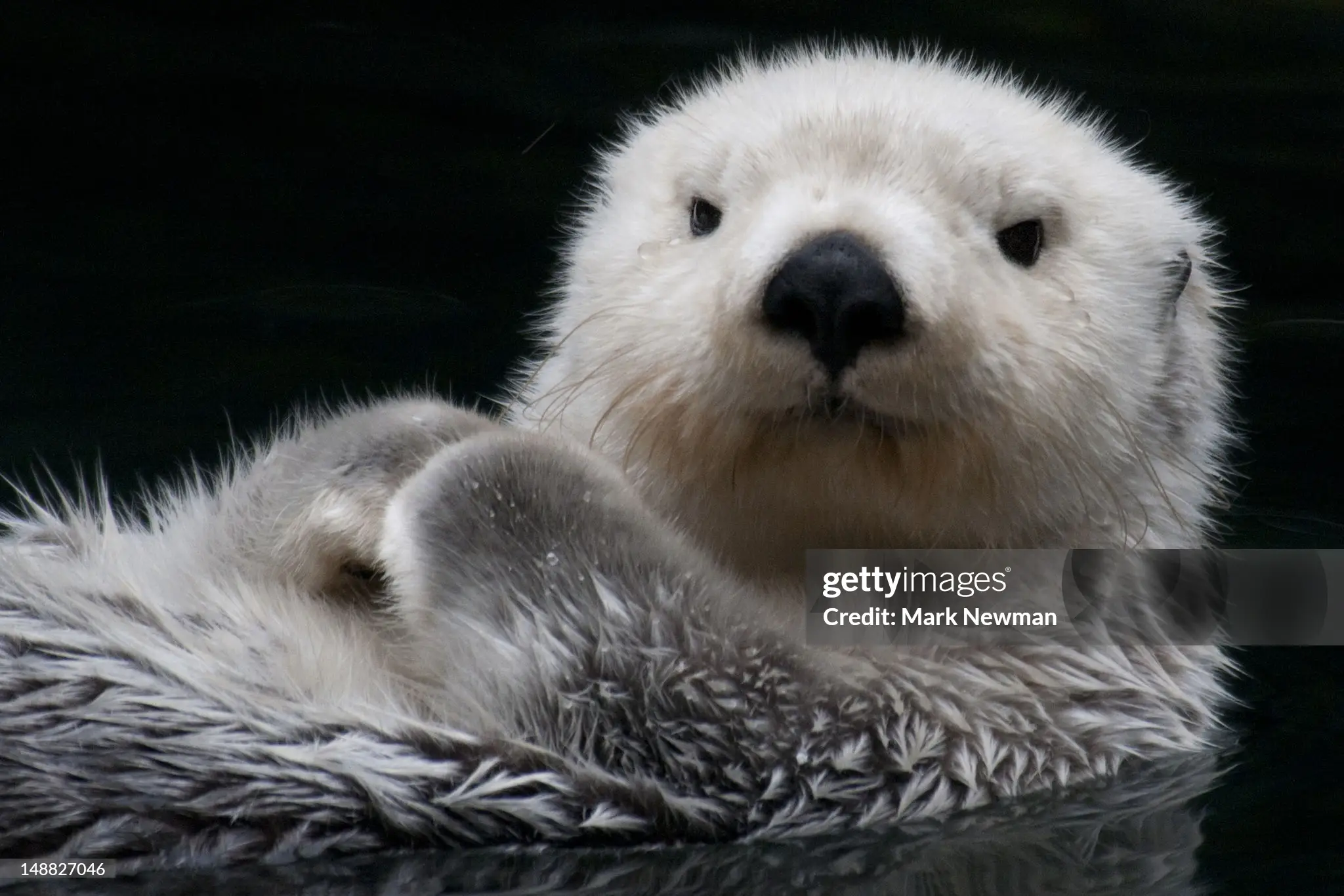 otter picture, credit to Mark Newman from Getty Images