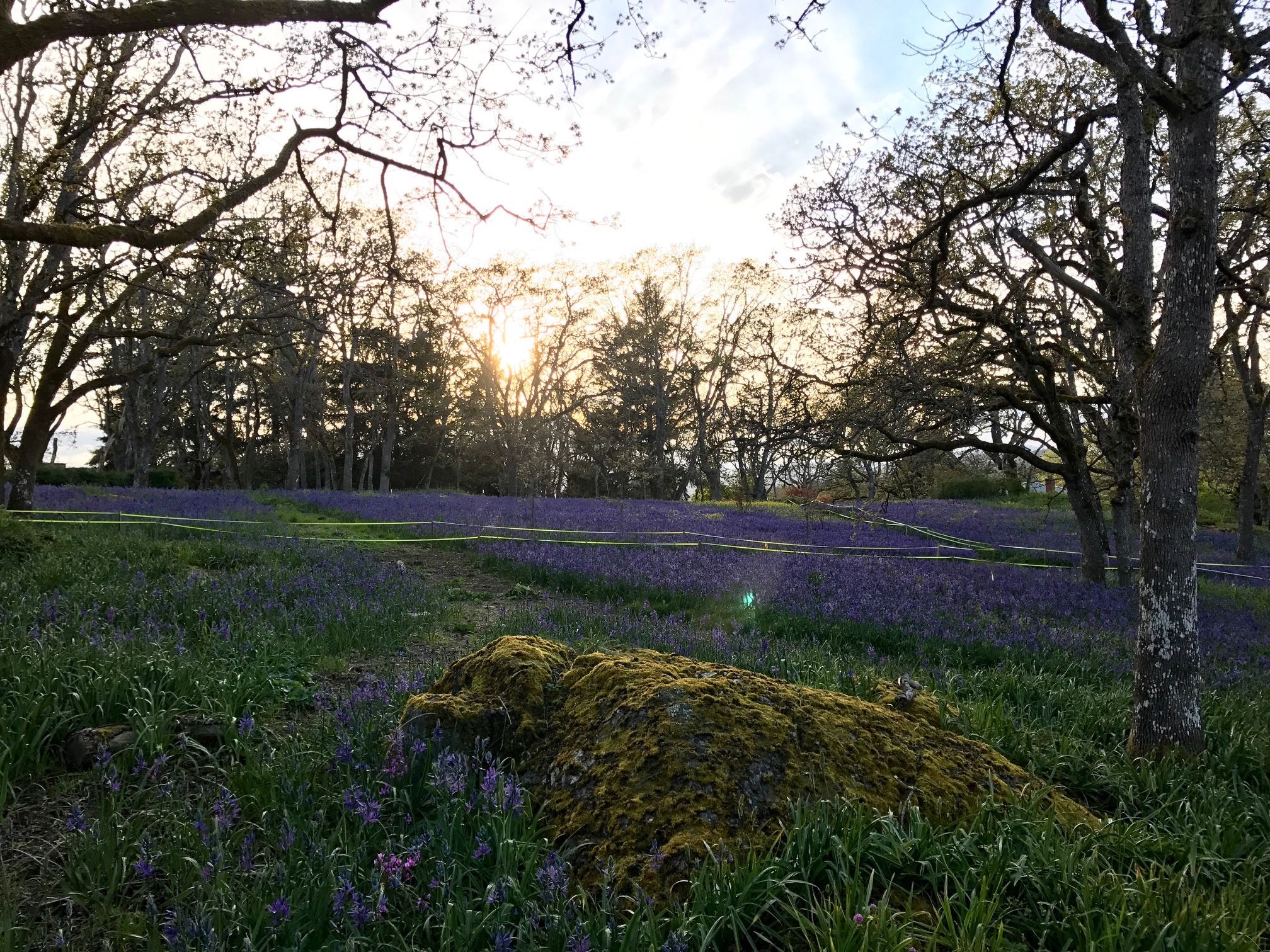 Garry Oak Ecosystem.jpg