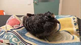 Cute Baby Pigeon Tweeting