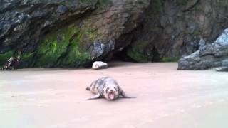 Angry Seal Down in Silver Strand County Wicklow