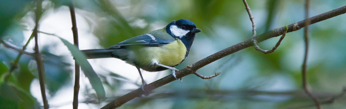 A Great Tit on a branch