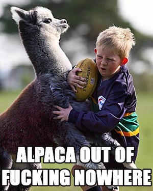 Alpaca