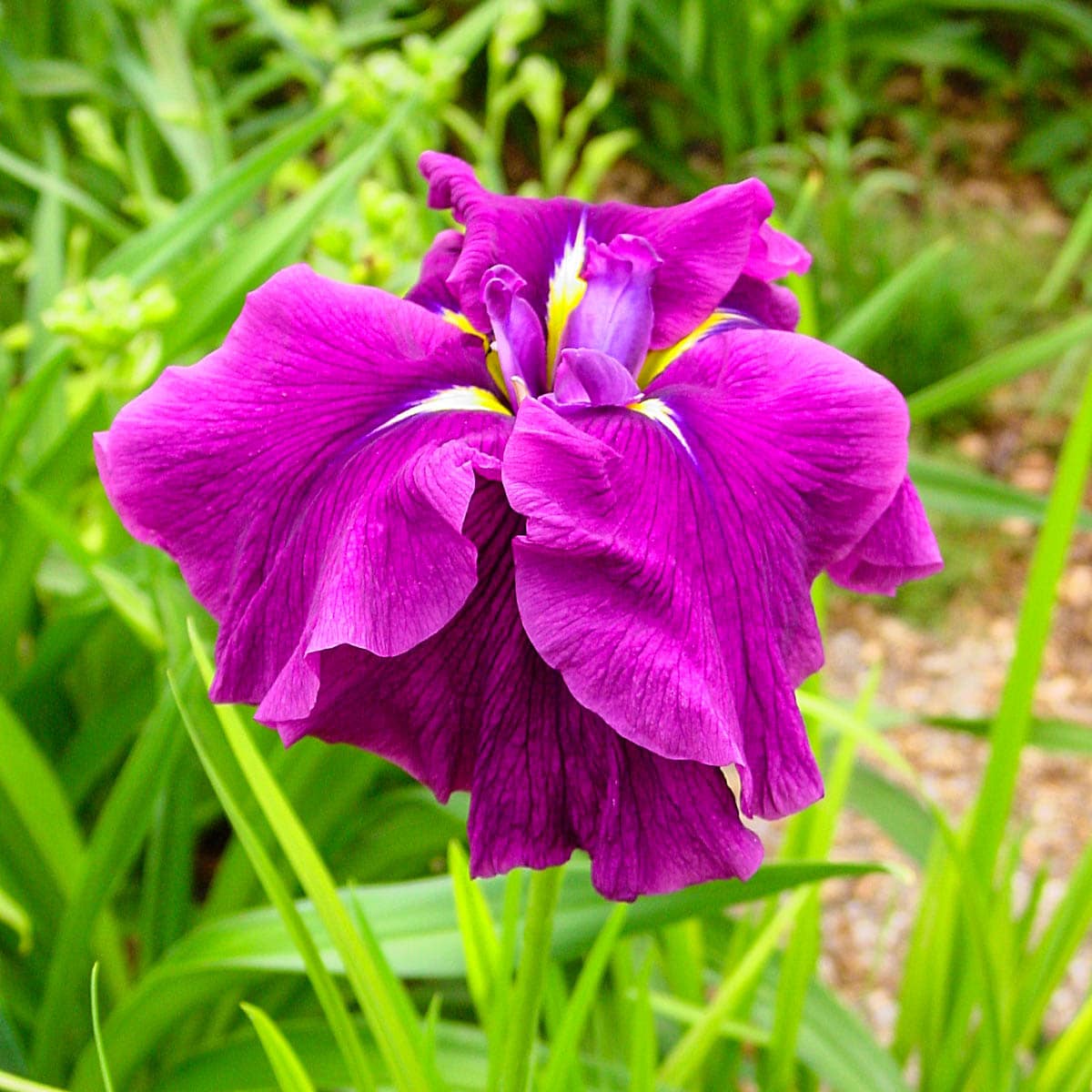 a japanese iris flower