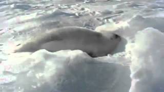 seal 2.flv