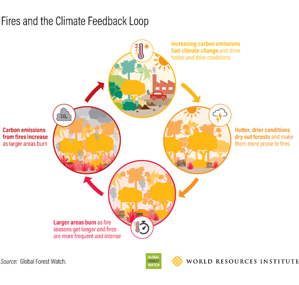 fire-climate-feedback-loop-wri.png