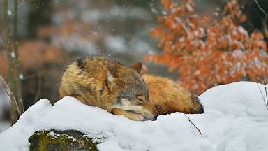 Sleeping wolf in Bavarian Forest National Park, Germany (© Raimund Linke/Getty Images)