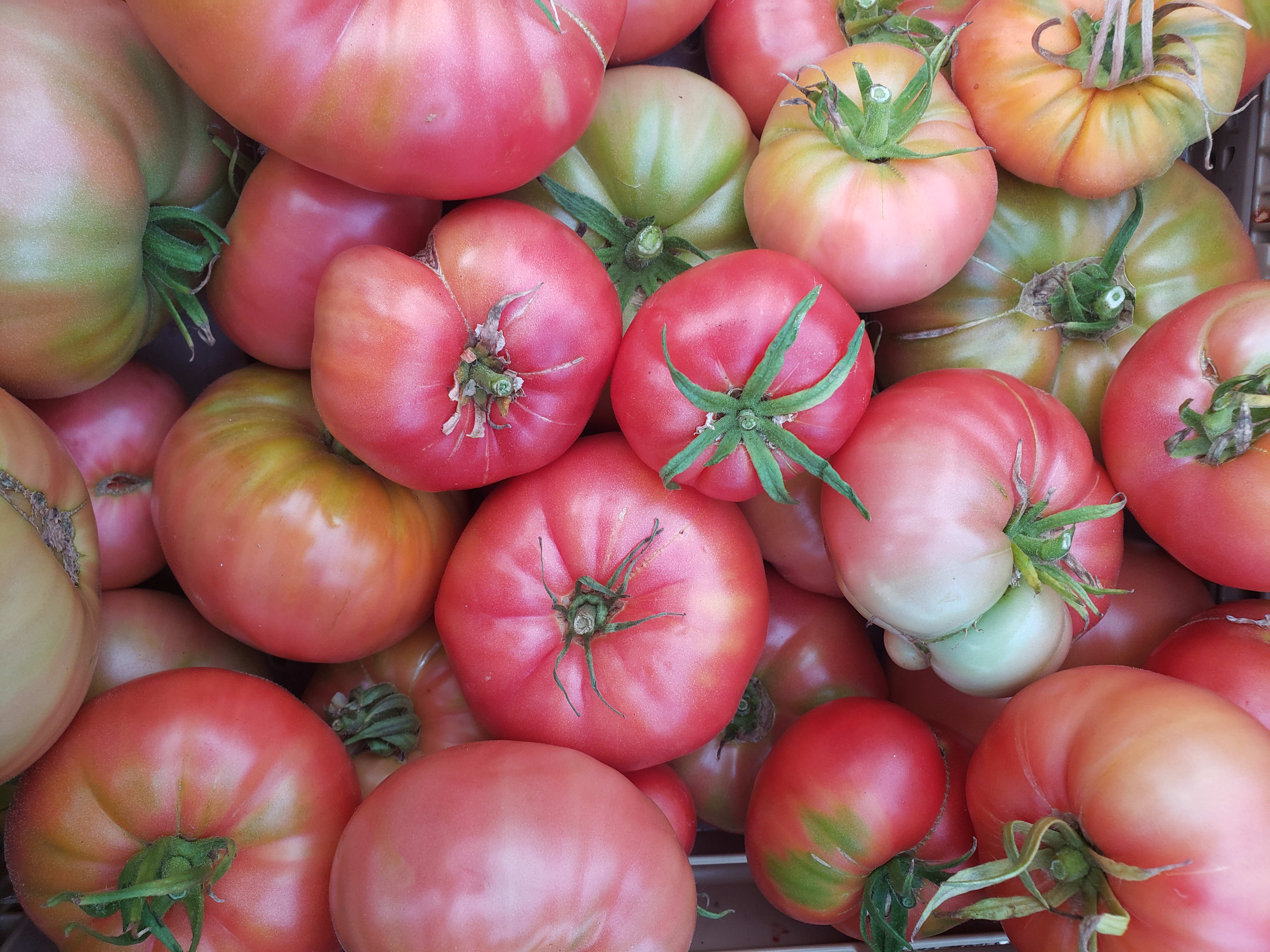 tray of Dester tomatoes