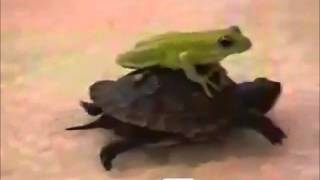 Frog and turtle doing crimes