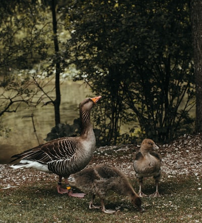 goose image