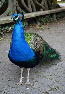 Pavo Real