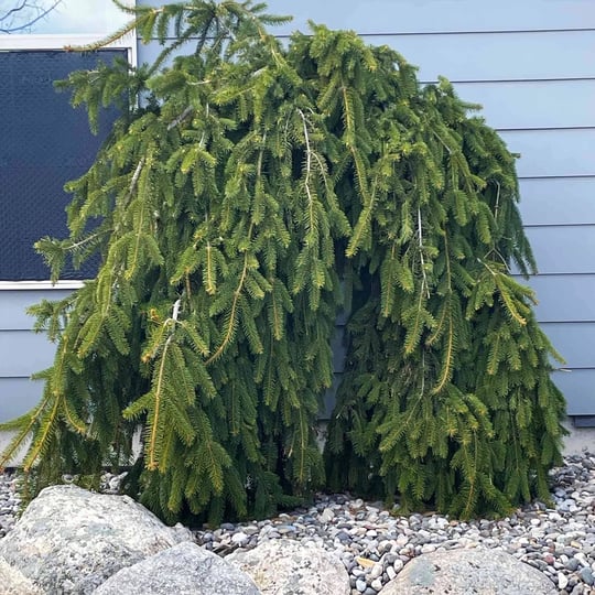 weeping-norway-spruce-houseplants-the-sill-1
