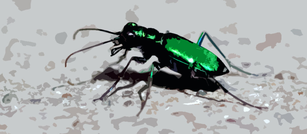 A tiger beetle