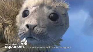 Vancouver Aquarium - rescued seal pup
