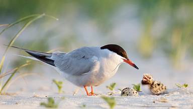 Common tern father with chick, Nickerson Beach, Long Island, New York (© Vicki Jauron, Babylon and Beyond Photography/Getty Images)