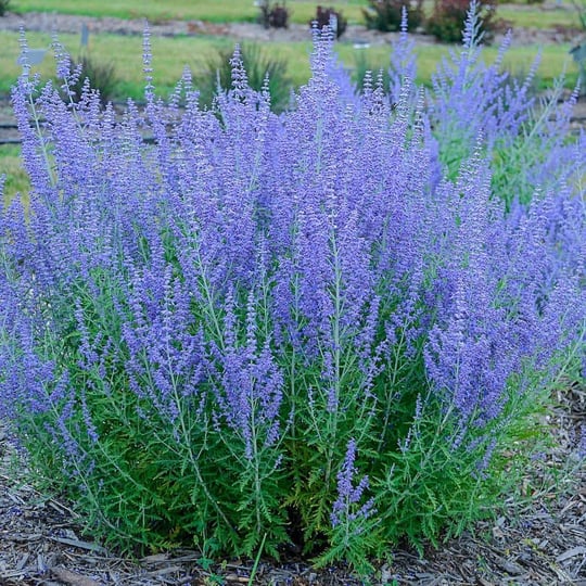 blue-jean-baby-russian-sage-pp29281-1