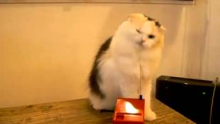 cat plays theremin