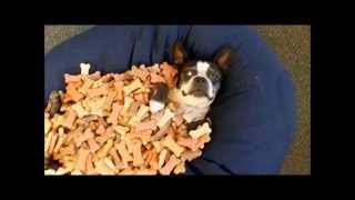 Boston Terrier lays in a pile of Treats