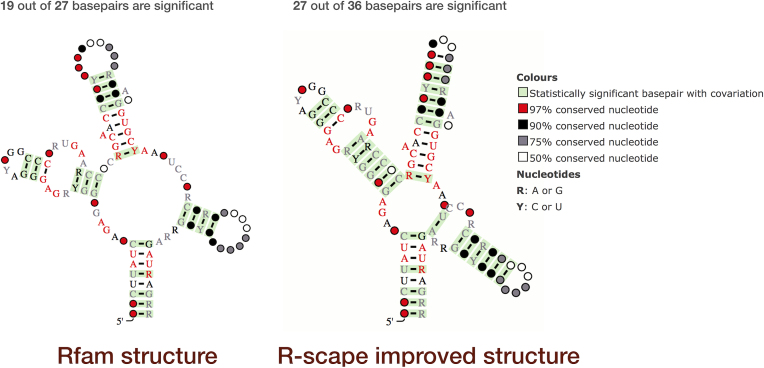 R-scape visualisation of SAM riboswitch