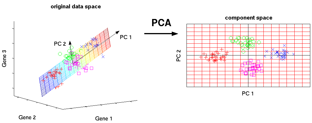 https://wiki.math.uwaterloo.ca/statwiki/images/4/4f/PCA_in_Neuroscience.png