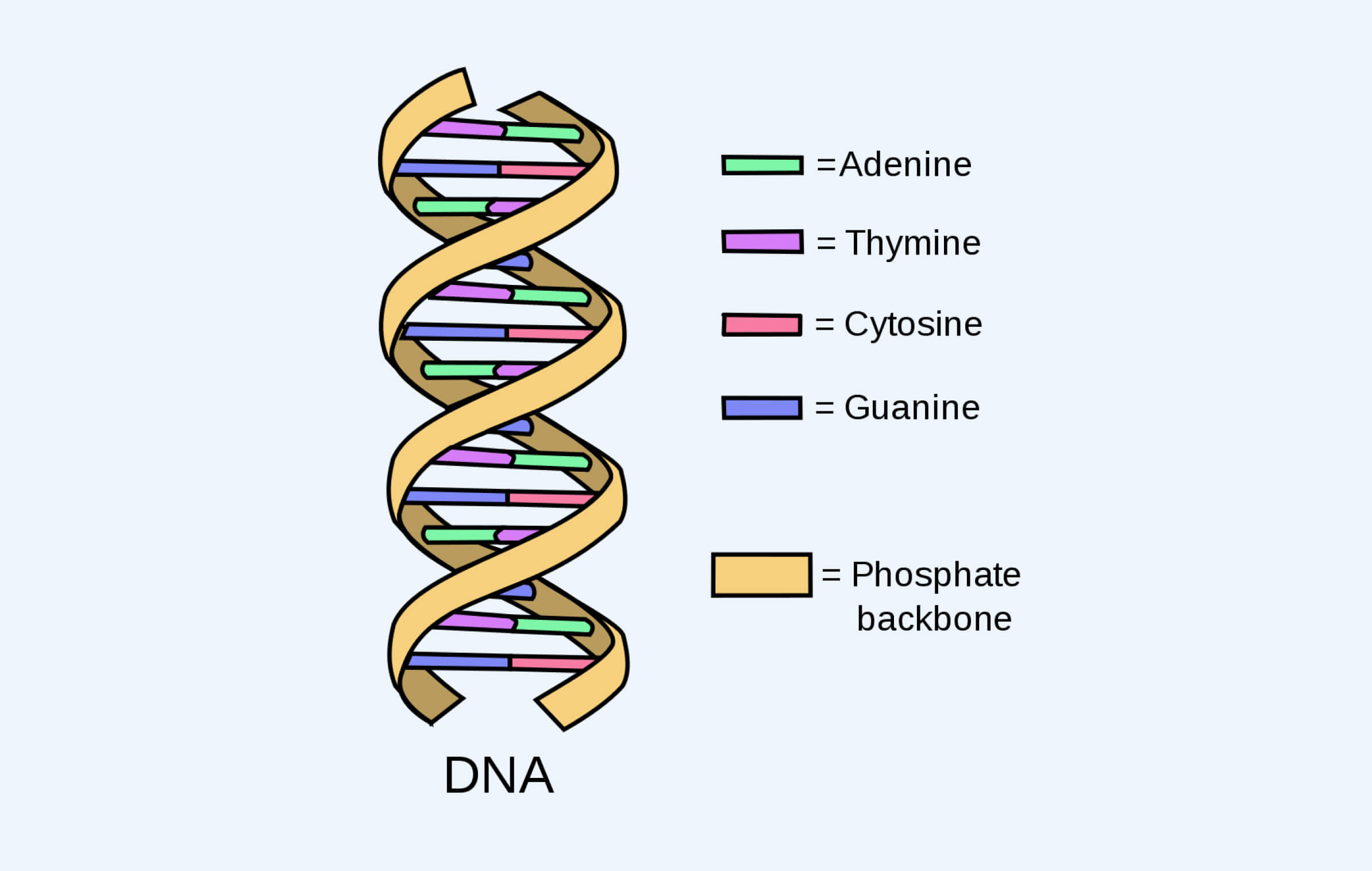 DNA sequence