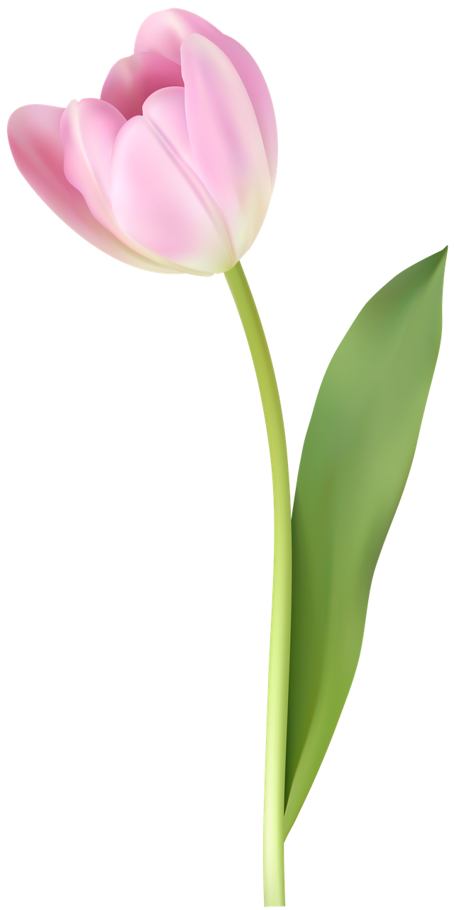 Tulip