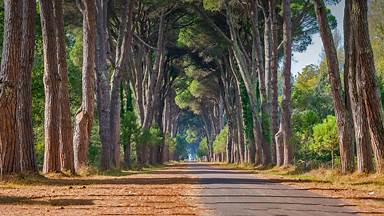 Regional Park of Migliarino, San Rossore, Massaciuccoli, Italy (© Stefano Valeri/Alamy)