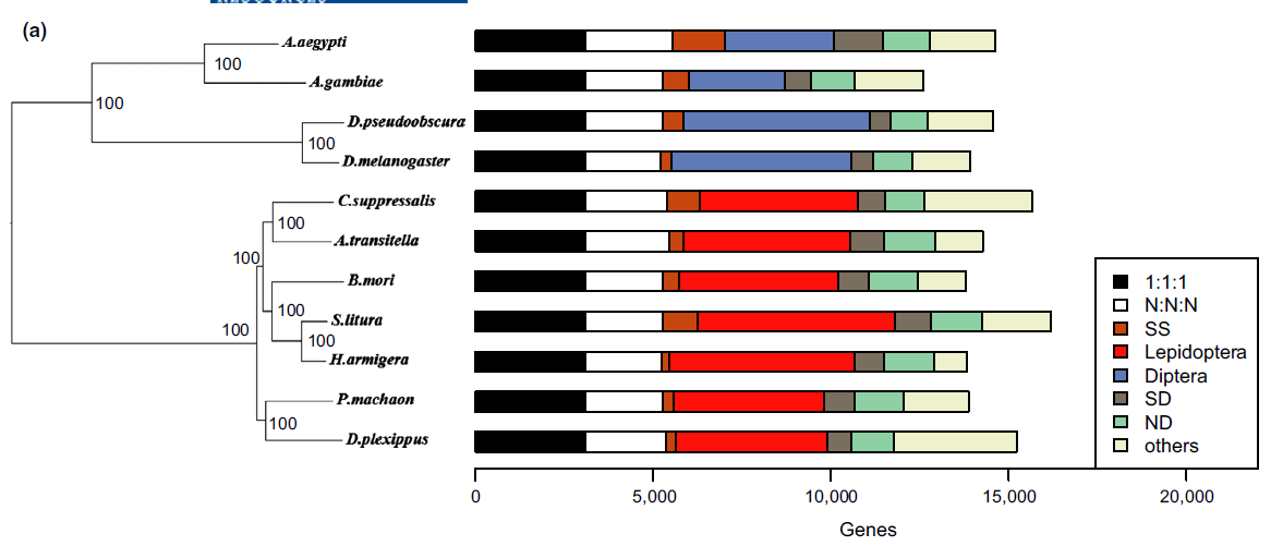 Species phylogenetic tree and gene orthology