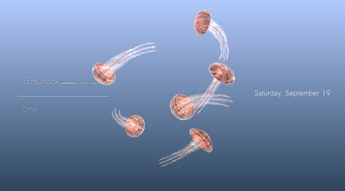 Image of Chrysaora jellyfish