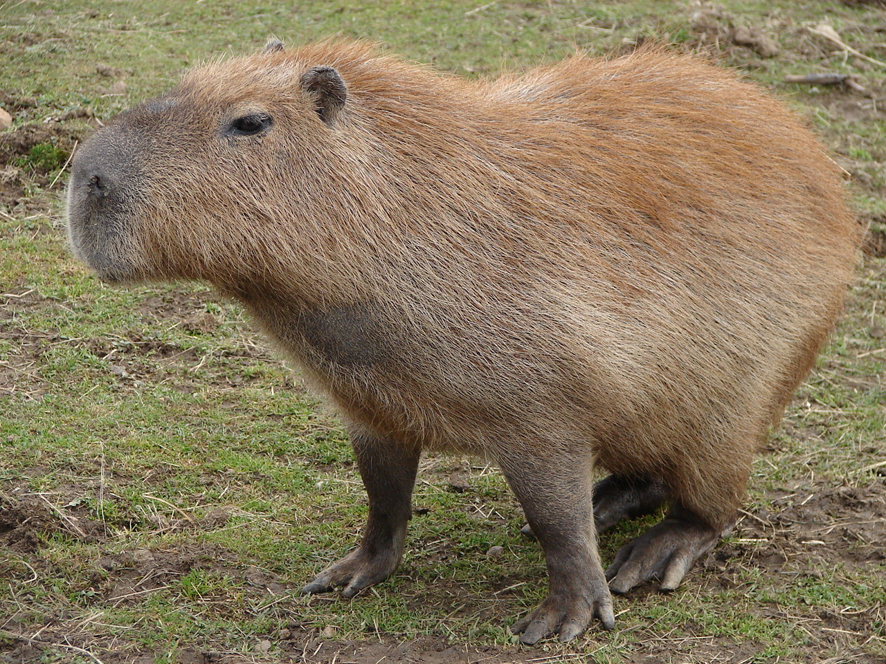 Capybara