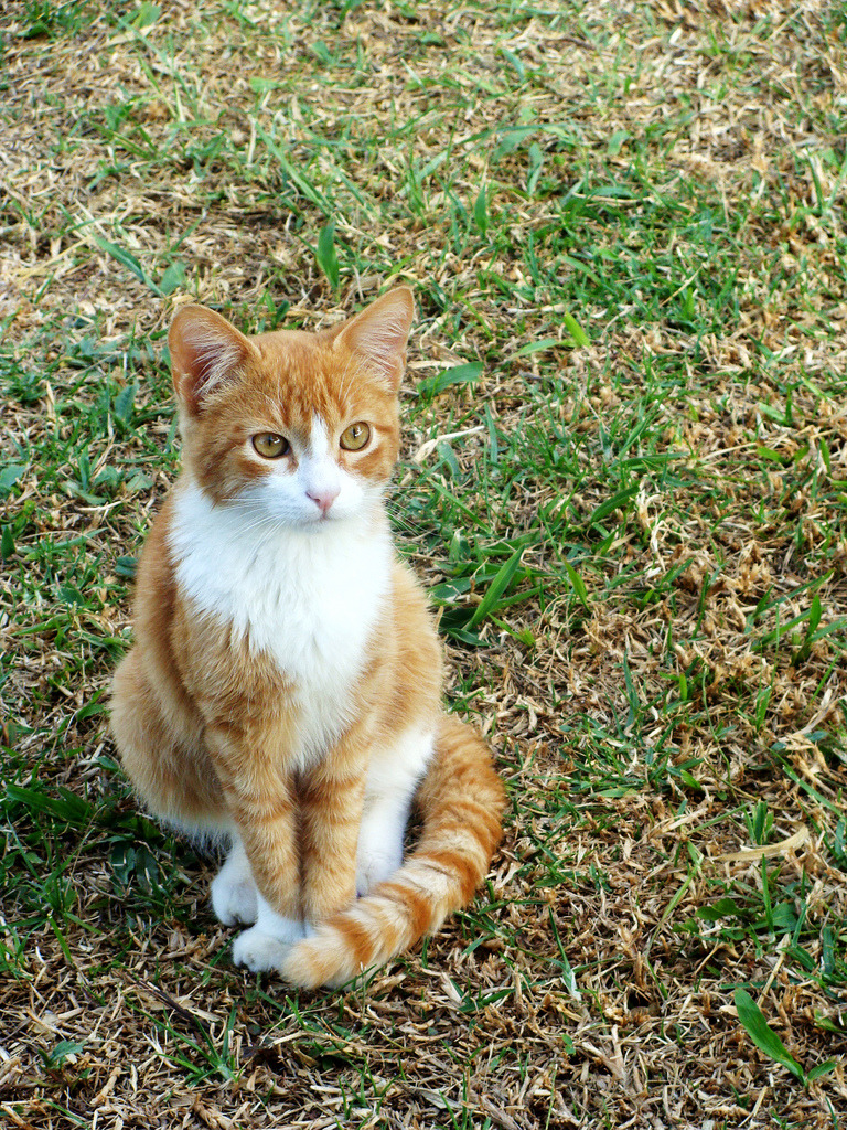 Daily Cat