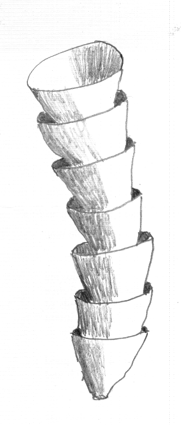 A sequence of prototypes. Or, really, a drawing of a Cloudina