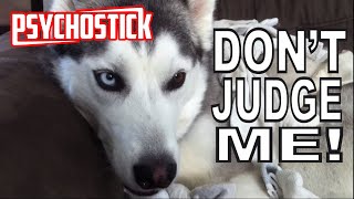 Dogs Like Socks by PSYCHOSTICK  Official  "I'm a dog and I like socks"
