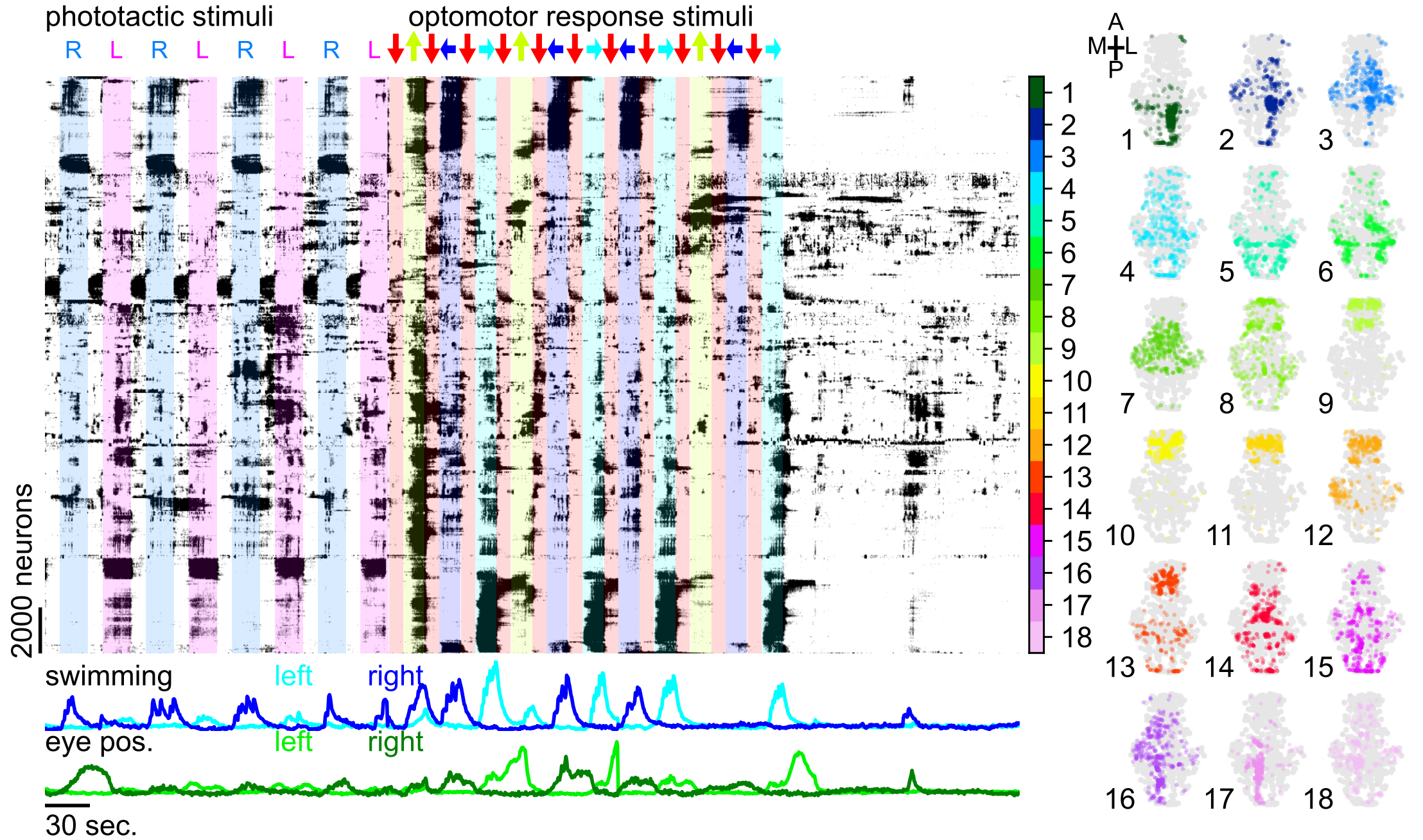 wholebrain neural activity from a zebrafish sorted by rastermap