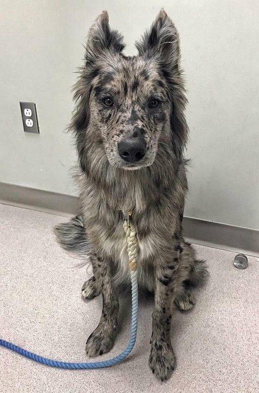 dog image