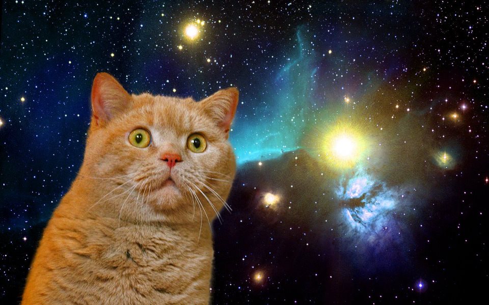 space cat