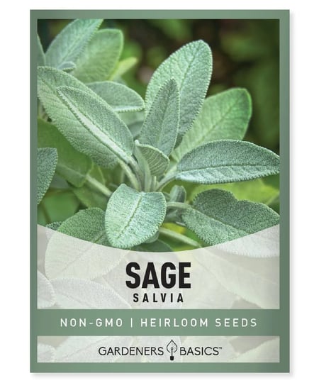 broadleaf-sage-seeds-for-sale-buy-today-start-your-herb-garden-1