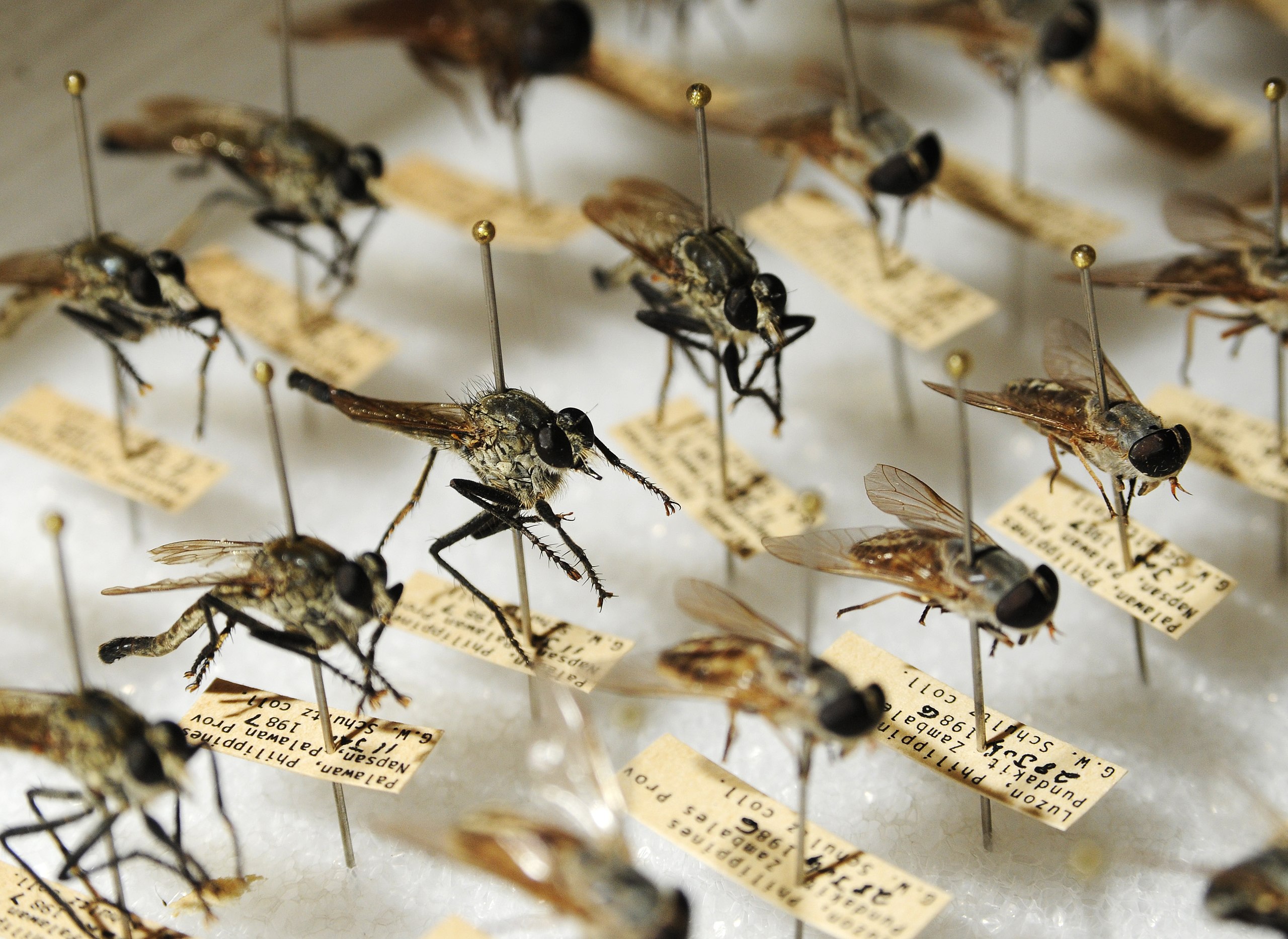 Détail d'une collection d'insectes montés sur épingle