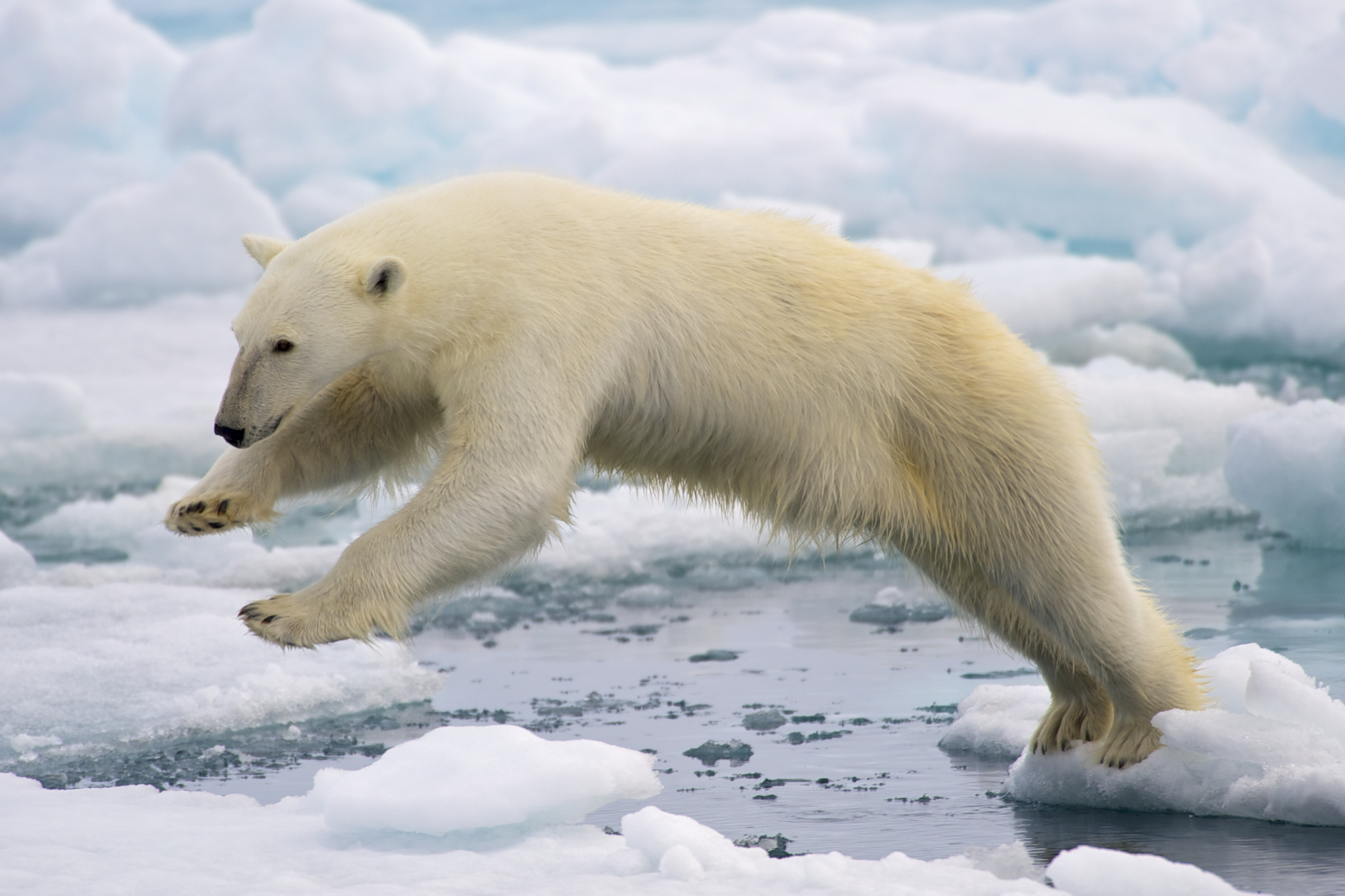 Polar Bear (Ursus Maritimus)