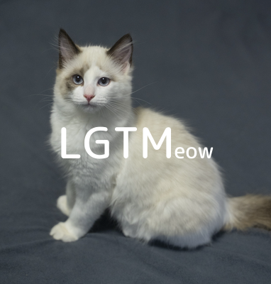 LGTMeow