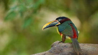 Chestnut-eared aracari in the Pantanal region of Brazil (© Ana Gram/Shutterstock)