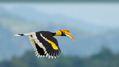 Great hornbill, Khao Yai National Park, Thailand (© kajornyot wildlife photography/Shutterstock)