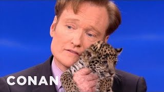 Animal Expert David Mizejewski: Baby Jaguars & Binturong - CONAN on TBS