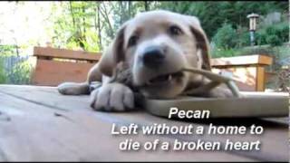 SPCA Commercial: They need your help