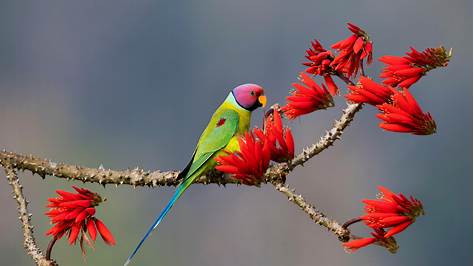 Head-turner in the treetops